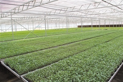 宁夏 红色六盘沃野 冷凉蔬菜腾飞 智能农业管理